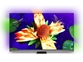 OLED TV sprejemnik Philips 55OLED907 (55" 4K UHD, Android) Ambilight