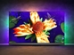 OLED TV sprejemnik Philips 65OLED907 (65" 4K UHD, Android) Ambilight