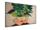 Philips 55BDL4511D – 55″ UHD digitalni zaslon z 500 cd/m² in CMND upravljanjem