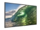 Philips 50BDL3650QE – 50″ Q‑Line UHD Android zaslon z OPS režo